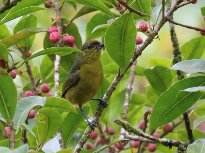 Euphonia anneae