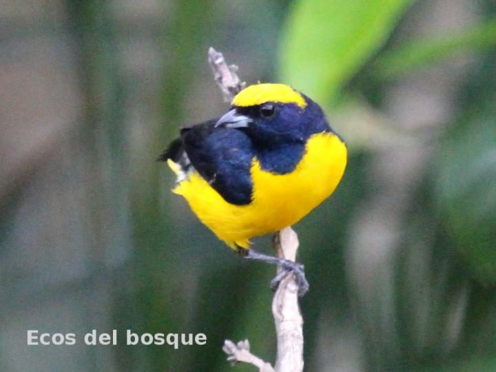 Euphonia luteicapilla