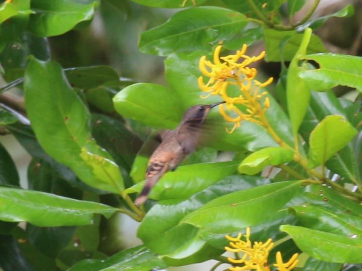 Colibri delphinae