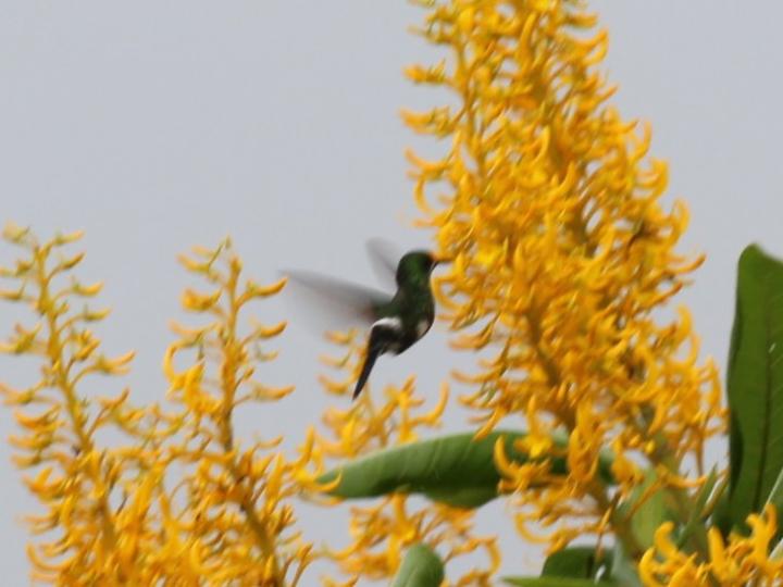 Discosura conversii (Colibrí colicerda verde)