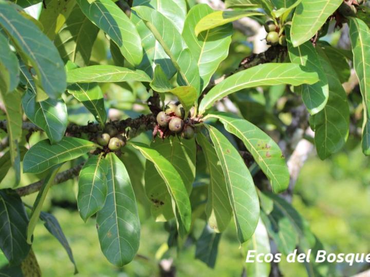 Ficus cahuitensis