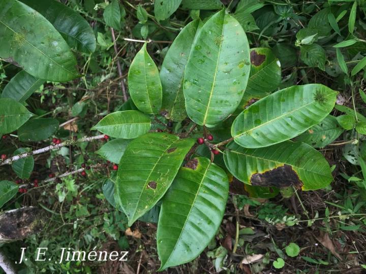 Ficus cervantesiana