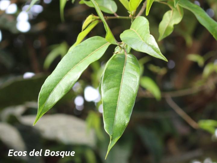 Ficus donnell-smithii