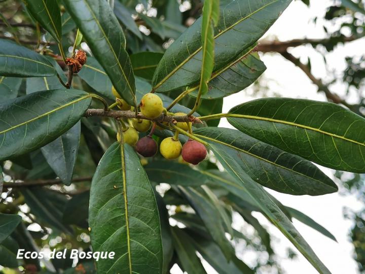 Ficus donnell-smithii