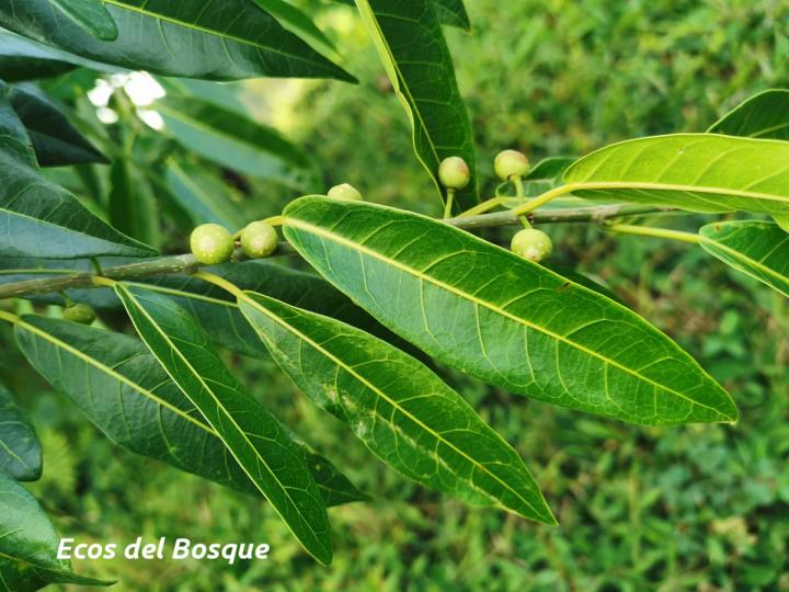 Ficus donnell-smithii