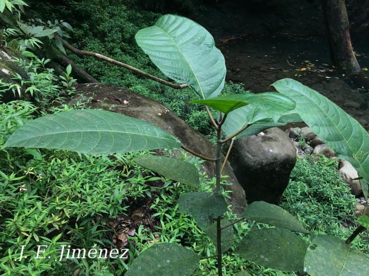 Ficus macbridei