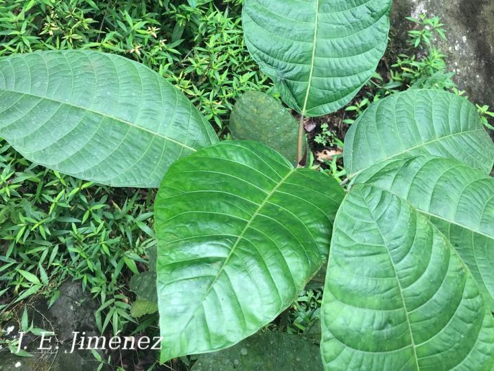 Ficus macbridei