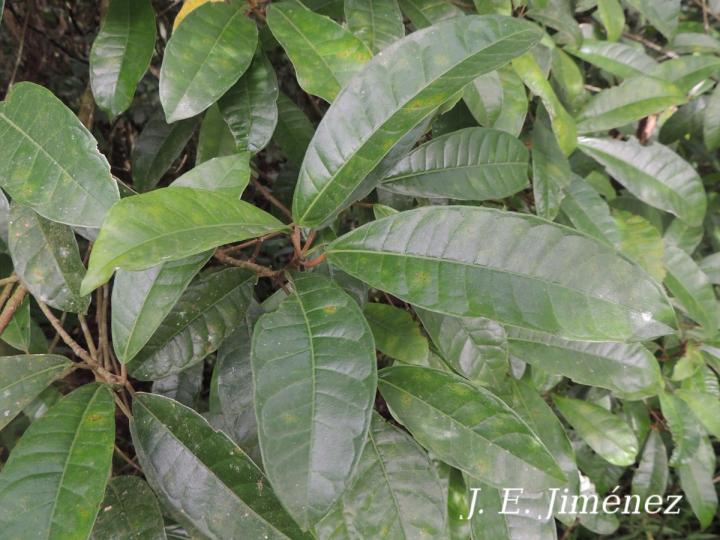 Ficus maxima