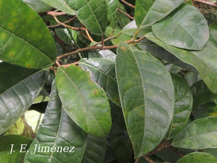 Ficus maxima