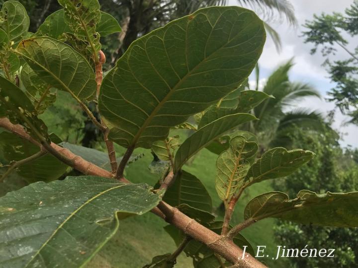 Ficus morazaniana