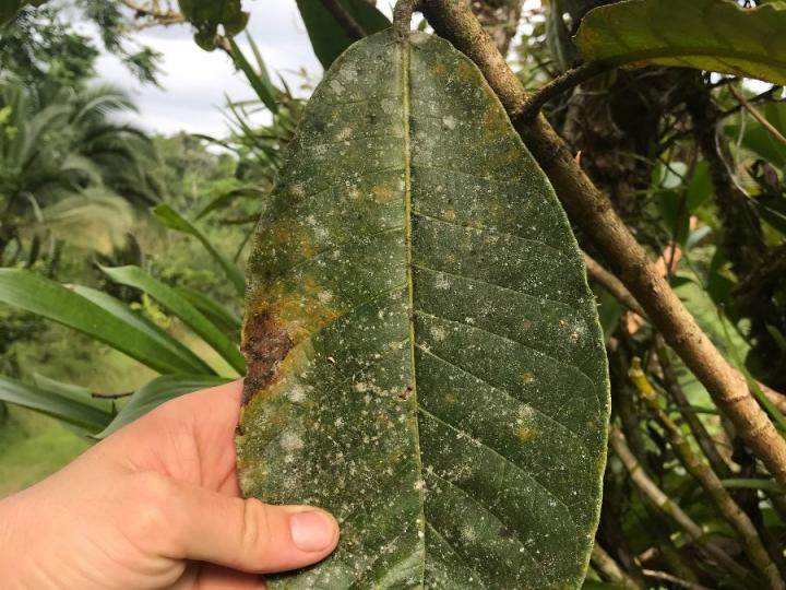 Ficus morazaniana