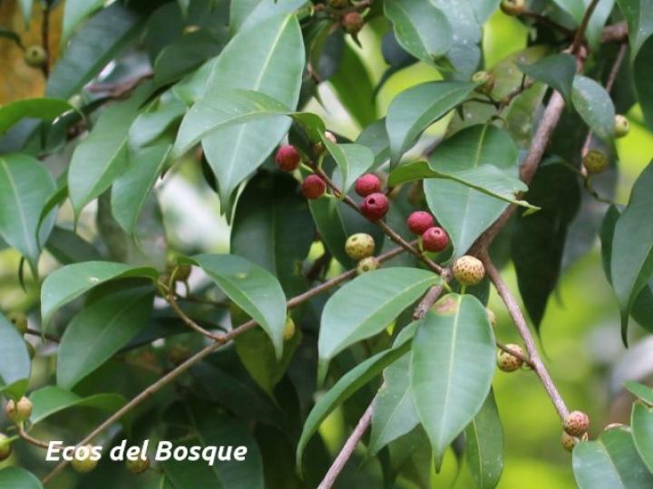 Ficus pertusa