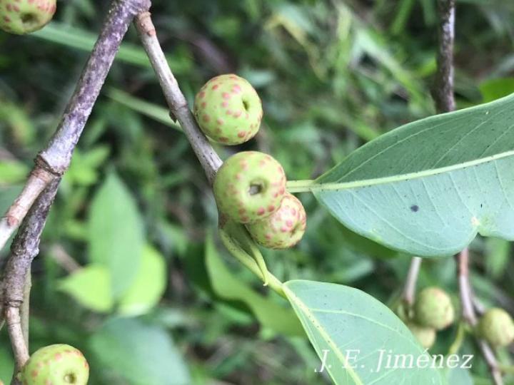 Ficus pertusa