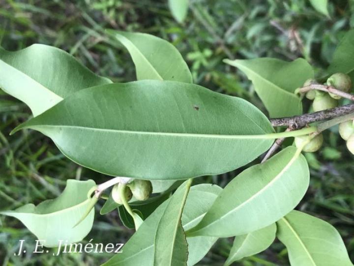 Ficus pertusa