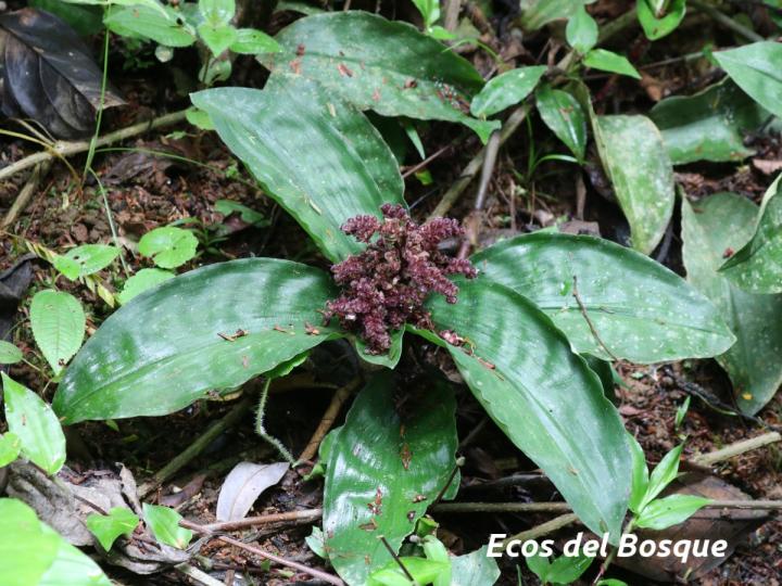 Floscopa robusta