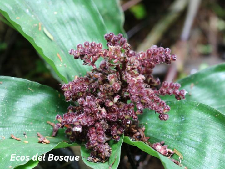 Floscopa robusta