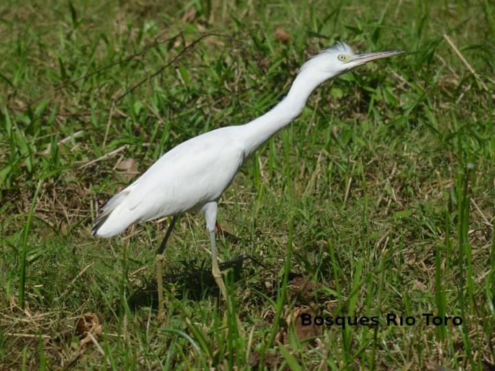 Egretta thula