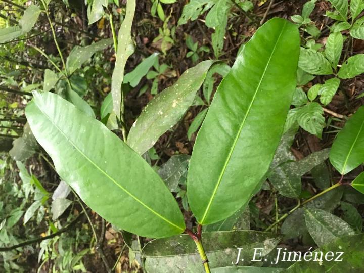 Garcinia mangostana
