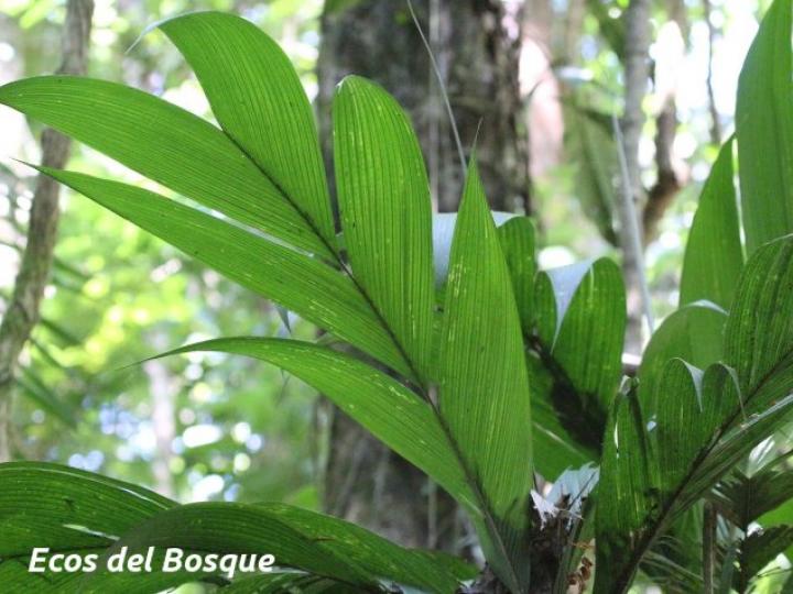Geonoma congesta (Caña de danta)