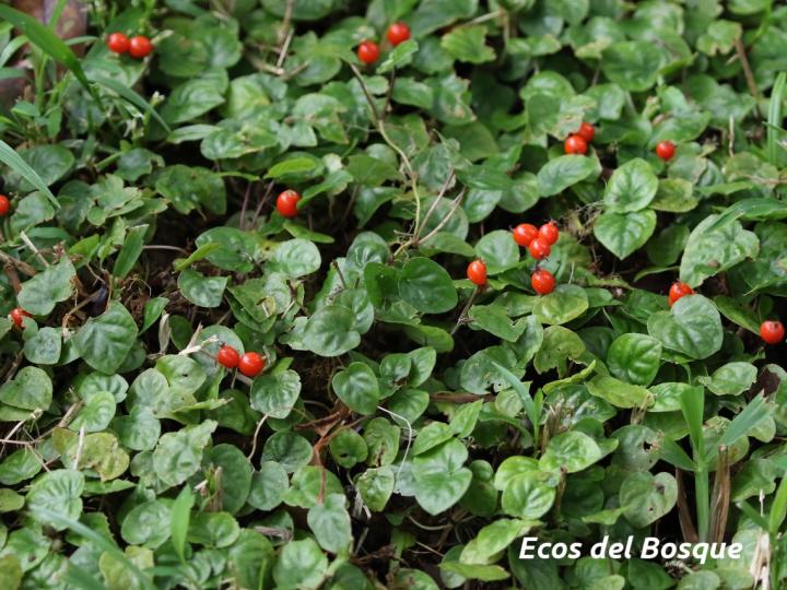 Geophila repens