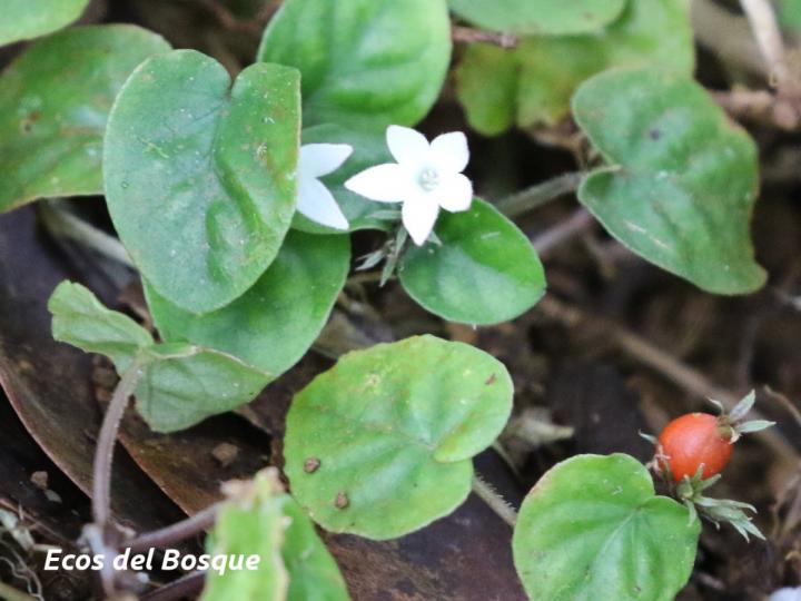Geophila repens