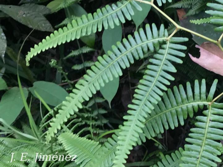 Gleichenella pectinata