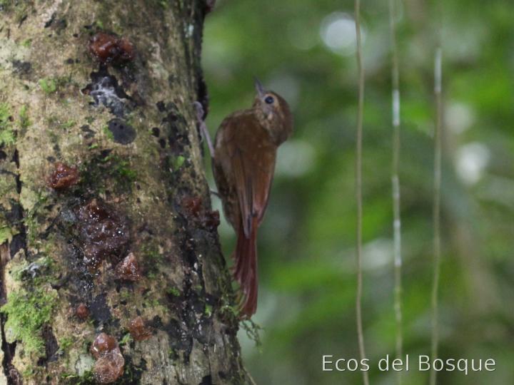 Glyphorhynchus spirurus (Trepadorcito pico de cuña)