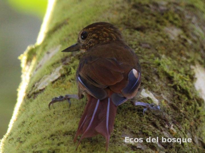 Glyphorhynchus spirurus (Trepadorcito pico de cuña)