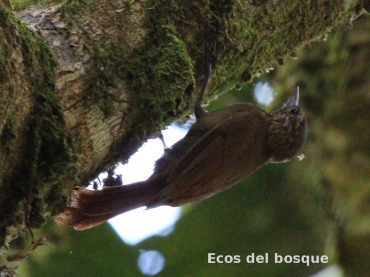 Glyphorhynchus spirurus (Trepadorcito pico de cuña)