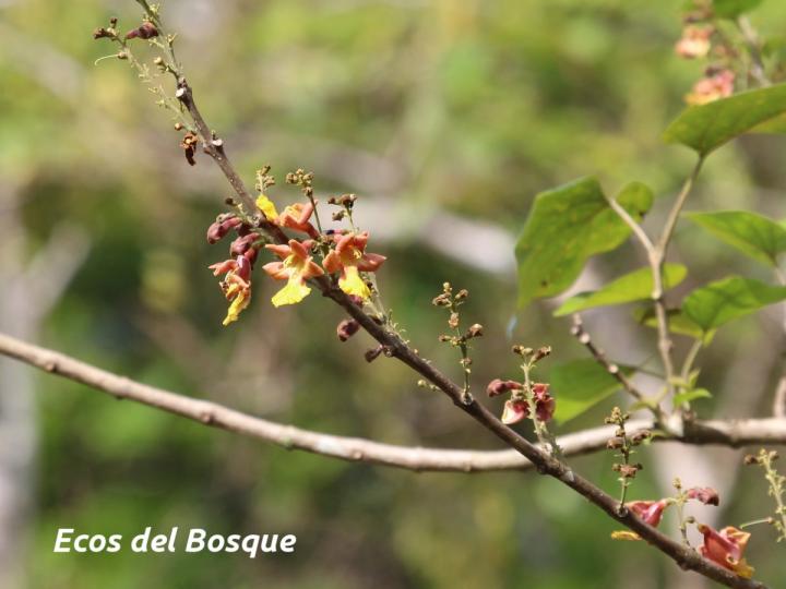 Gmelina arborea