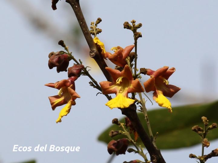 Gmelina arborea