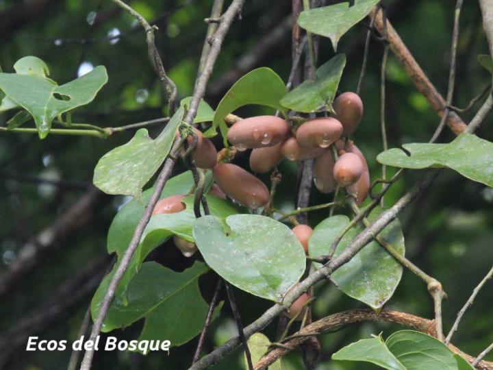  Gnetum leyboldii