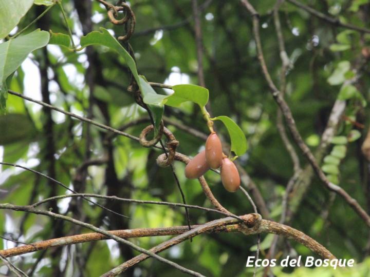  Gnetum leyboldii