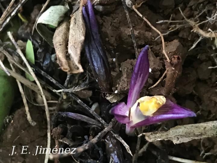 Goeppertia cleistantha