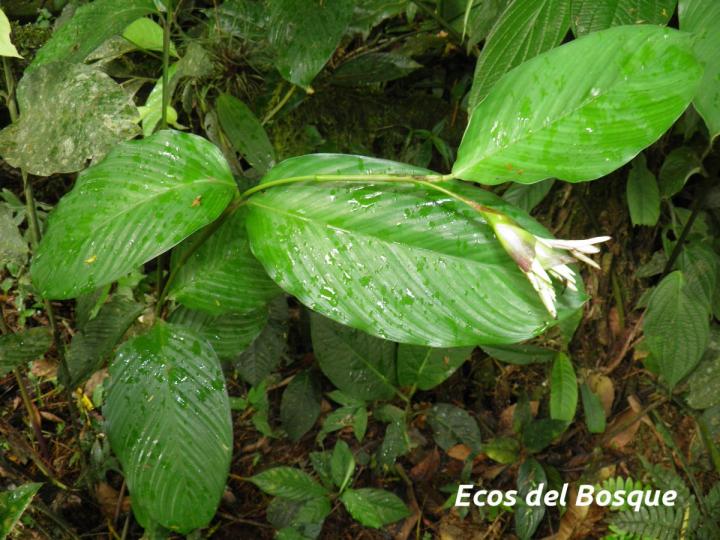 Goeppertia donnell-smithii