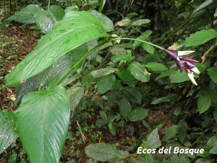 Goeppertia donnell-smithii