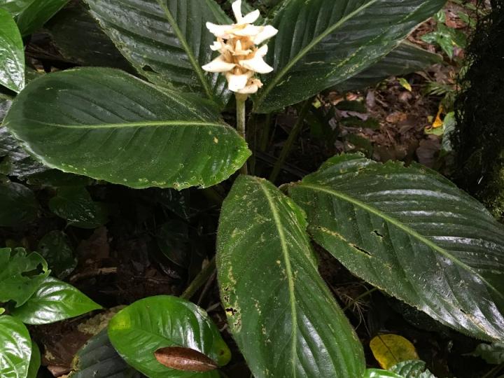 Goeppertia leucostachys