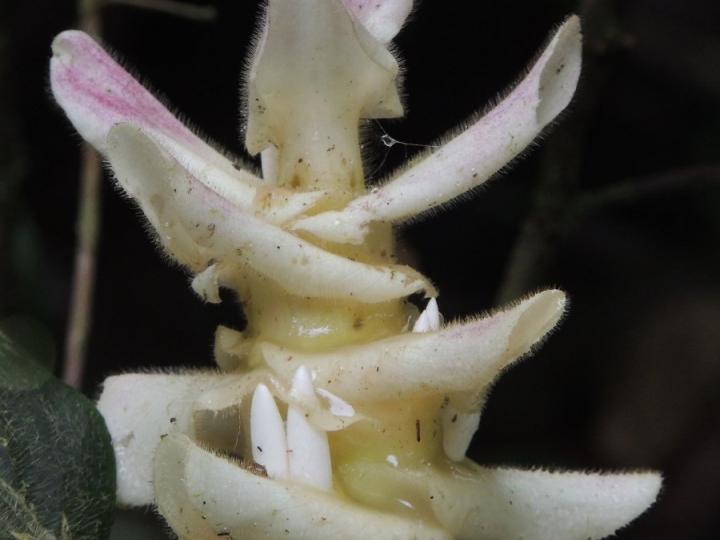 Goeppertia leucostachys