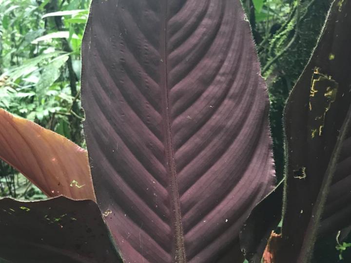 Goeppertia leucostachys