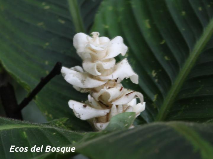 Goeppertia leucostachys