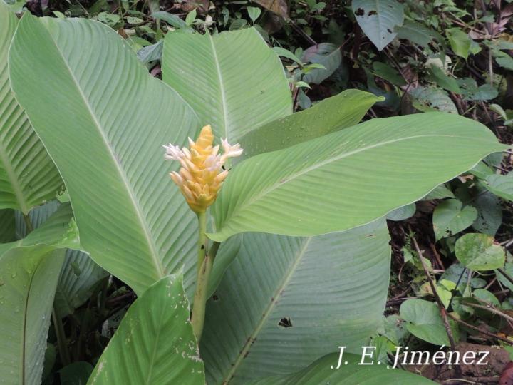 Goeppertia marantifolia