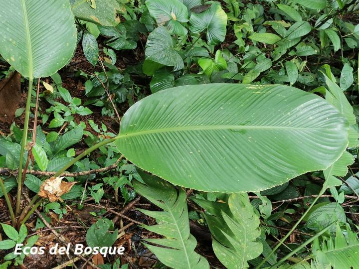 Goeppertia marantifolia