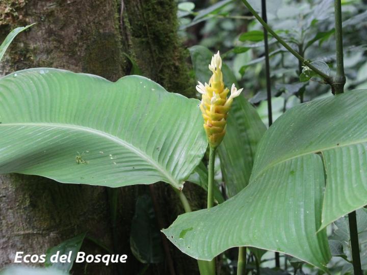 Goeppertia marantifolia