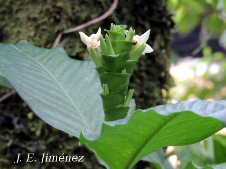 Goeppertia venusta