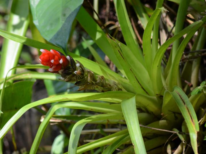 Guzmania monostachya