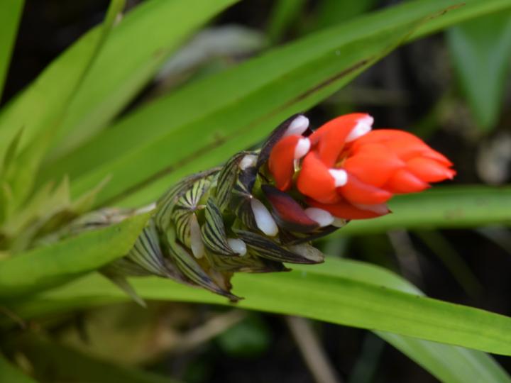 Guzmania monostachya