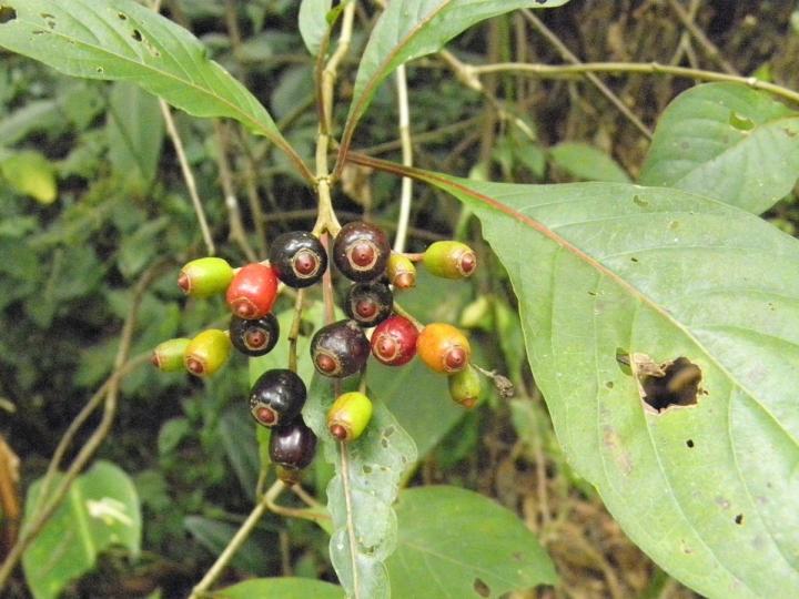 Hamelia patens