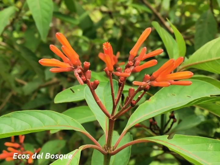 Hamelia patens
