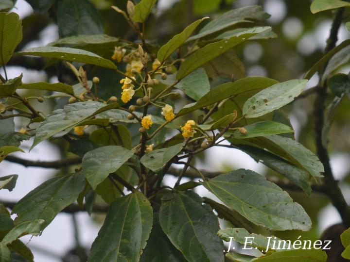 Hampea appendiculata (Burío ratón)