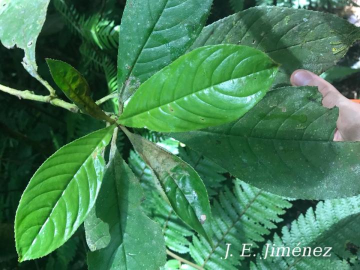Hedyosmum scaberrimum